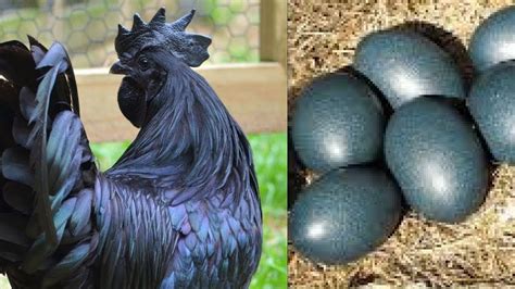 black egg chickens